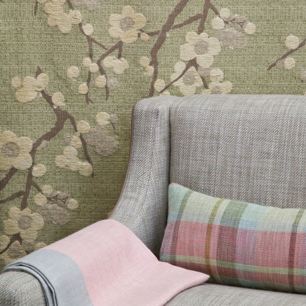 Akimi Blossom Chicory (2)