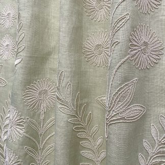 Persian_Daisy_Tisane